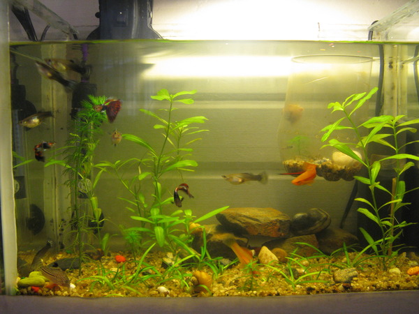 Acuario a las 2 semanas