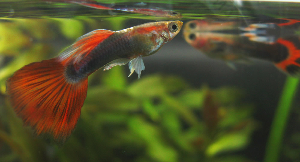 Mi primer alevin guppie