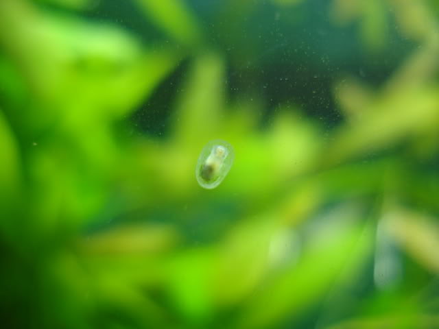 Ferrissia Clessiniana