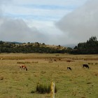 llico-vacas