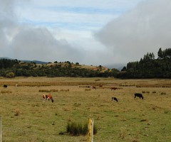 llico-vacas